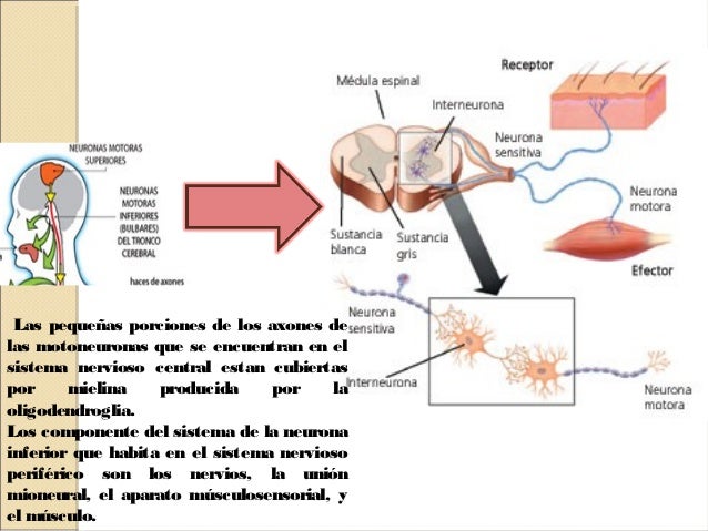 Motoneurona
