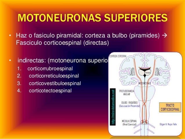 Motoneurona