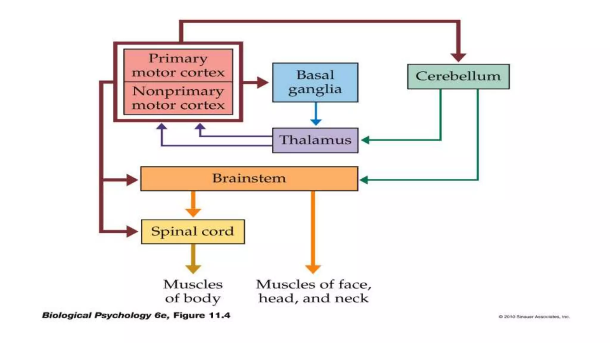Motor Unit & Physiology of Locomotion | PPT