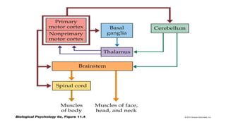 Motor Unit & Physiology of Locomotion | PPT