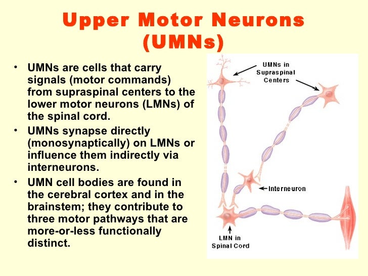 upper motor neuron