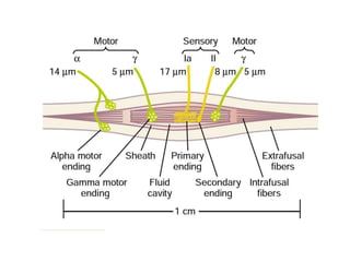 General Physiology - Motor Functions of the Spinal Cord; the Cord ...