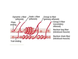 General Physiology - Motor Functions of the Spinal Cord; the Cord ...