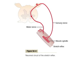 General Physiology - Motor Functions of the Spinal Cord; the Cord ...