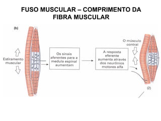 FUSO MUSCULAR – COMPRIMENTO DA FIBRA MUSCULAR 