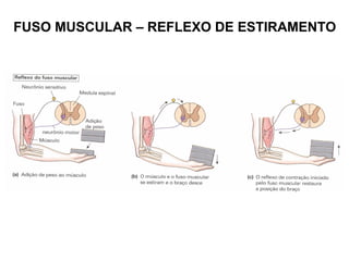 FUSO MUSCULAR – REFLEXO DE ESTIRAMENTO 