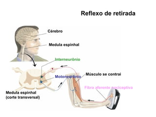 Reflexo de retirada Cérebro Medula espinhal Interneurônio Motoneurônio Medula espinhal (corte transversal) Músculo se contrai Fibra aferente nociceptiva 