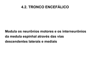 4.2. TRONCO ENCEFÁLICO Modula os neurônios motores e os interneurônios da medula espinhal através das vias descendentes laterais e mediais 