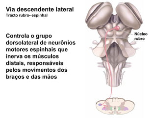 Via descendente lateral Tracto rubro- espinhal Controla o grupo dorsolateral de neurônios motores espinhais que inerva os músculos distais, responsáveis pelos movimentos dos braços e das mãos Núcleo rubro 