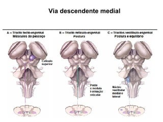 Via descendente medial 