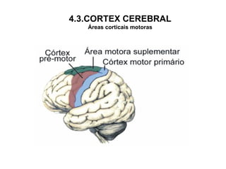 4.3.CORTEX CEREBRAL Áreas corticais motoras 
