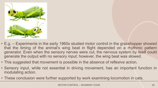 MOTOR CONTROL – SHUMWAY COOK 20
• E.g. – Experiments in the early 1960s studied motor control in the grasshopper showed
that the timing of the animal’s wing beat in flight depended on a rhythmic pattern
generator. Even when the sensory nerves were cut, the nervous system by itself could
generate the output with no sensory input; however, the wing beat was slowed.
• This suggested that movement is possible in the absence of reflexive action.
• Sensory input, while not essential in driving movement, has an important function in
modulating action.
• These conclusion were further supported by work examining locomotion in cats.
 