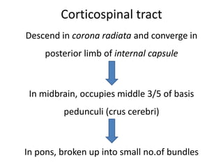 Corticospinal tract
Descend in corona radiata and converge in
     posterior limb of internal capsule



 In midbrain, occupies middle 3/5 of basis
         pedunculi (crus cerebri)



In pons, broken up into small no.of bundles
 
