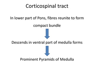 Corticospinal tract

In lower part of Pons, fibres reunite to form
              compact bundle



Descends in ventral part of medulla forms



      Prominent Pyramids of Medulla
 