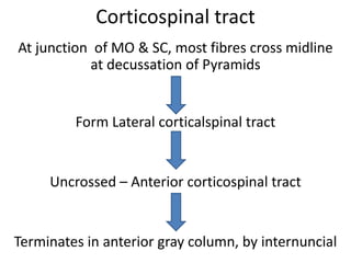 Corticospinal tract
At junction of MO & SC, most fibres cross midline
           at decussation of Pyramids


         Form Lateral corticalspinal tract


     Uncrossed – Anterior corticospinal tract


Terminates in anterior gray column, by internuncial
 