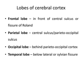 Lobes of cerebral cortex

• Frontal lobe – in front of central sulcus or
  fissure of Roland

• Parietal lobe – central sulcus/parieto-occipital
  sulcus

• Occipital lobe – behind parieto-occipital cortex

• Temporal lobe – below lateral or sylvian fissure
 