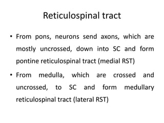 Reticulospinal tract

• From pons, neurons send axons, which are
 mostly uncrossed, down into SC and form
 pontine reticulospinal tract (medial RST)
• From medulla, which are crossed and
 uncrossed,    to   SC   and    form   medullary
 reticulospinal tract (lateral RST)
 