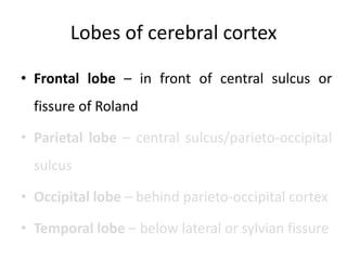 Lobes of cerebral cortex

• Frontal lobe – in front of central sulcus or
  fissure of Roland

• Parietal lobe – central sulcus/parieto-occipital
  sulcus

• Occipital lobe – behind parieto-occipital cortex

• Temporal lobe – below lateral or sylvian fissure
 