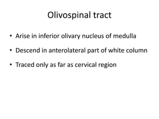 Olivospinal tract

• Arise in inferior olivary nucleus of medulla

• Descend in anterolateral part of white column

• Traced only as far as cervical region
 