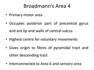 Broadmann’s Area 4
• Primary motor area

• Occupies posterior part of precentral gyrus
  and ant.lip and walls of central sulcus

• Highest centre for voluntary movements

• Gives origin to fibres of pyramidal tract and
  other descending tract

• Interconnected to Area 6 and sensory area
 