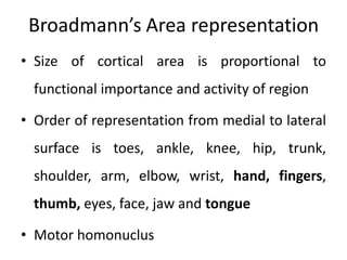 Broadmann’s Area representation
• Size of cortical area is proportional to
  functional importance and activity of region

• Order of representation from medial to lateral
  surface is toes, ankle, knee, hip, trunk,
  shoulder, arm, elbow, wrist, hand, fingers,
  thumb, eyes, face, jaw and tongue

• Motor homonuclus
 