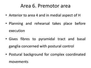 Area 6. Premotor area
• Anterior to area 4 and in medial aspect of H

• Planning and rehearsal takes place before
  execution

• Gives fibres to pyramidal tract and basal
  ganglia concerned with postural control

• Postural background for complex coordinated
  movements
 