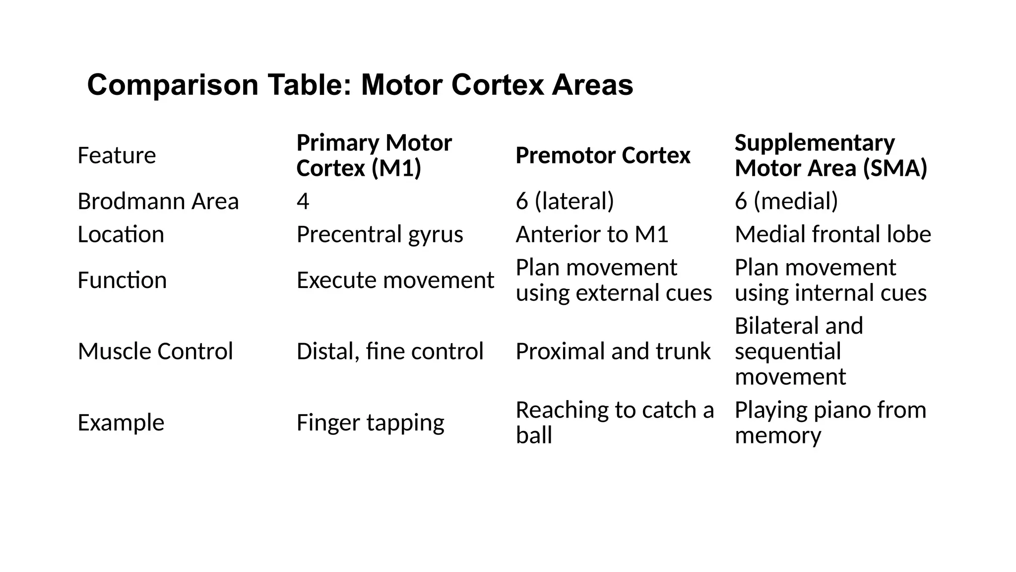 Feature Primary Motor
Cortex (M1)
Premotor Cortex Supplementary
Motor Area (SMA)
Brodmann Area 4 6 (lateral) 6 (medial)
Location Precentral gyrus Anterior to M1 Medial frontal lobe
Function Execute movement Plan movement
using external cues
Plan movement
using internal cues
Muscle Control Distal, fine control Proximal and trunk
Bilateral and
sequential
movement
Example Finger tapping Reaching to catch a
ball
Playing piano from
memory
Comparison Table: Motor Cortex Areas
 
