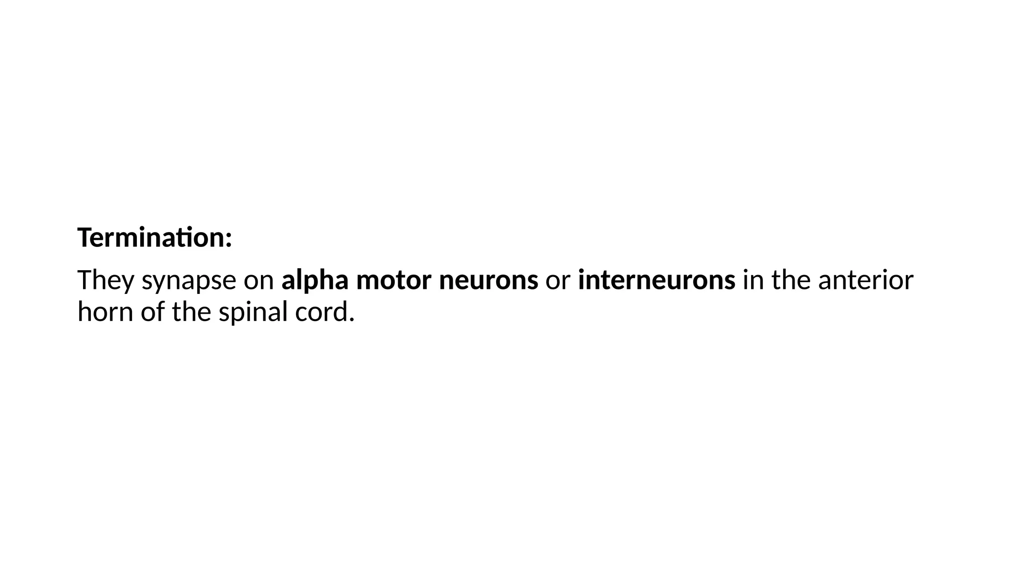 Termination:
They synapse on alpha motor neurons or interneurons in the anterior
horn of the spinal cord.
 
