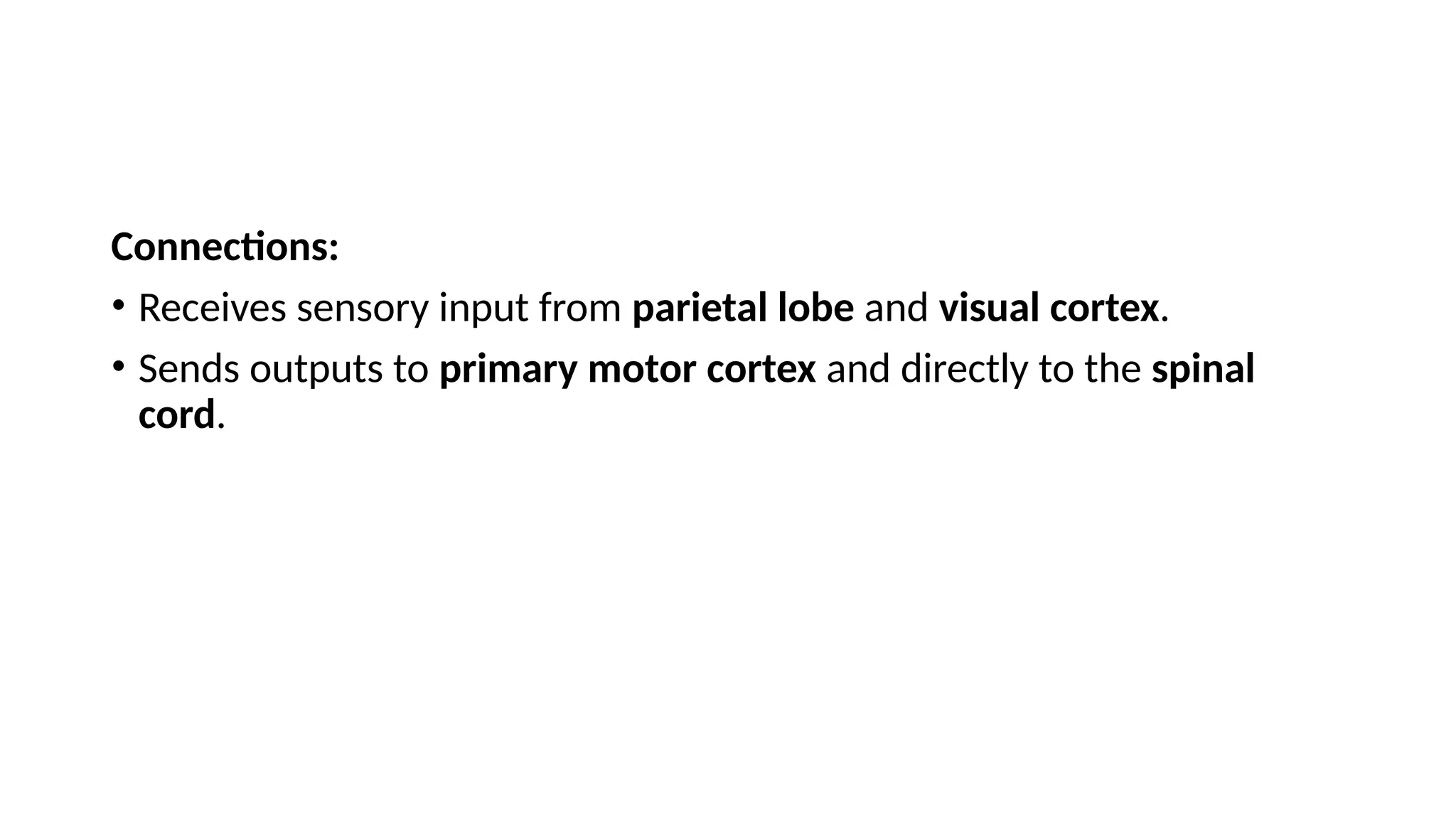 Connections:
• Receives sensory input from parietal lobe and visual cortex.
• Sends outputs to primary motor cortex and directly to the spinal
cord.
 