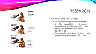 RESEARCH
• Weinrich and Wise (1982)
• Experiment on monkeys in the MC
• A button would light up, signaling
the monkey which button to press
AFTER the next time the same
button lit up
• The same button would light up and
the monkey would hit that button
 