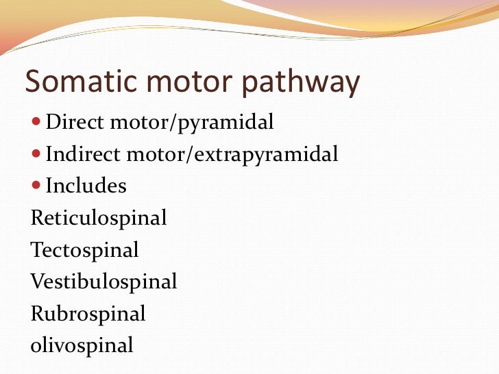 Motor division of nervous system