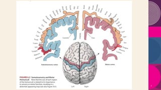 Motor dysfunction Tutorial for Undergraduates.pptx