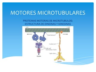 MOTORES MICROTUBULARES
   PROTEINAS MOTORAS DE MICROTUBULOS:
    ESTRUCTURA DE DINEINAS Y KINESINAS
 