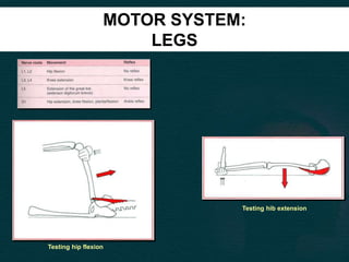 MOTOR SYSTEM:
LEGS
Testing hip flexion
Testing hib extension
 