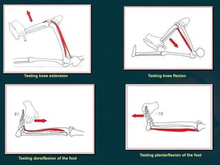 Testing knee extension Testing knee flexion
Testing dorsiflexion of the foot
Testing plantarflexion of the foot
 