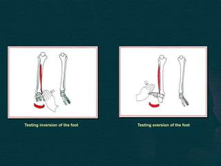 Testing inversion of the foot Testing eversion of the foot
 