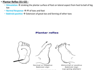 • Plantar Reflex (S1-S2) :
• Stimulation  stroking the plantar surface of foot on lateral aspect from heel to ball of big
toe
• Normal Response  PF of toes and foot
• Babinski positive  Extension of great toe and fanning of other toes
 
