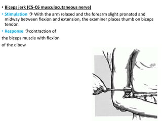 • Biceps jerk (C5-C6 musculocutaneous nerve)
• Stimulation  With the arm relaxed and the forearm slight pronated and
midway between flexion and extension, the examiner places thumb on biceps
tendon
• Response contraction of
the biceps muscle with flexion
of the elbow
 