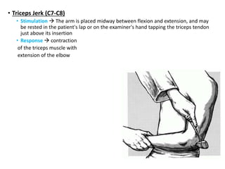 • Triceps Jerk (C7-C8)
• Stimulation  The arm is placed midway between flexion and extension, and may
be rested in the patient's lap or on the examiner's hand tapping the triceps tendon
just above its insertion
• Response  contraction
of the triceps muscle with
extension of the elbow
 