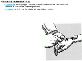 • Brachiradialis reflex (C5-C6)
• Stimulation  Tapping just above the styloid process of the radius with the
forearm in semiflexion and semipronation
• Response  flexion of the elbow, with variable supination
 