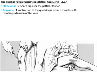 The Patellar Reflex (Quadriceps Reflex, Knee Jerk) (L2,3,4)
• Stimulation  Sharp tap over the pattelar tendon
• Response  contraction of the quadriceps femoris muscle, with
resulting extension of the knee
 