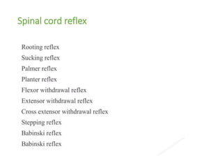 Spinal cord reflex
 
