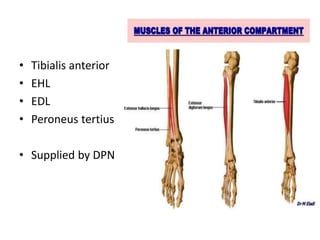 Motor Examination Of Individual Muscle PPTX