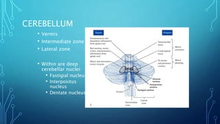 CEREBELLUM 
• Vermis 
• Intermediate zone 
• Lateral zone 
• Within are deep 
cerebellar nuclei: 
• Fastigial nucleus 
• Interpositus 
nucleus 
• Dentate nucleus 
 