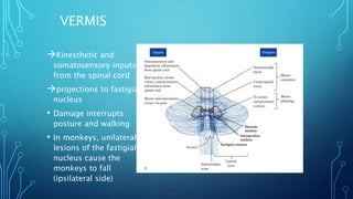 VERMIS 
Kinesthetic and 
somatosensory inputs 
from the spinal cord 
projections to fastigial 
nucleus 
• Damage interrupts 
posture and walking 
• In monkeys, unilateral 
lesions of the fastigial 
nucleus cause the 
monkeys to fall 
(ipsilateral side) 
 