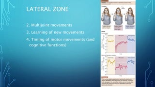 LATERAL ZONE 
2. Multijoint movements 
3. Learning of new movements 
4. Timing of motor movements (and 
cognitive functions) 
 