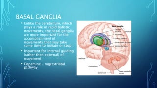 BASAL GANGLIA 
• Unlike the cerebellum, which 
plays a role in rapid balistic 
movements, the basal ganglia 
are more important for the 
accomplishment of 
movements that may take 
some time to initiate or stop 
• Important for internal guiding 
(rather then external) of 
movement 
• Dopamine – nigrostriatal 
pathway 
 