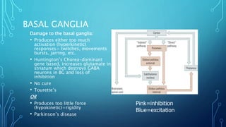 BASAL GANGLIA 
Damage to the basal ganglia: 
• Produces either too much 
activation (hyperkinetic) 
responses= twitches, movements 
bursts, jarring, etc. 
• Huntington’s Chorea-dominant 
gene based, increases glutamate in 
striatum which destroys GABA 
neurons in BG and loss of 
inhibition 
• No cure 
• Tourette’s 
OR 
• Produces too little force 
(hypokinetic)=rigidity 
• Parkinson’s disease 
Pink=inhibition 
Blue=excitation 
 