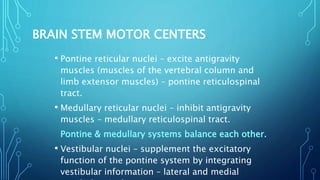 BRAIN STEM MOTOR CENTERS 
• Pontine reticular nuclei – excite antigravity 
muscles (muscles of the vertebral column and 
limb extensor muscles) – pontine reticulospinal 
tract. 
• Medullary reticular nuclei – inhibit antigravity 
muscles – medullary reticulospinal tract. 
Pontine & medullary systems balance each other. 
• Vestibular nuclei – supplement the excitatory 
function of the pontine system by integrating 
vestibular information – lateral and medial 
vestibulospinal tracts. 
 