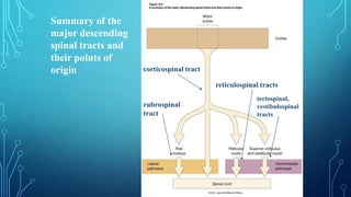 Summary of the 
major descending 
spinal tracts and 
their points of 
origin corticospinal tract 
rubrospinal 
tract 
reticulospinal tracts 
tectospinal, 
vestibulospinal 
tracts 
 